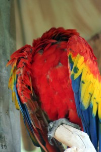 The Legendary Headless Parrot (very rare) - (DBK)