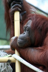 Mrs Orangutan (DBK)