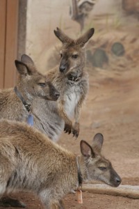 Wallaby buddies
