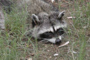 Very hot raccoon