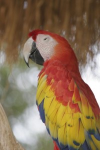 Parrot