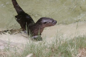 Baby otter