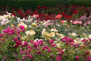 Peninsula Park Rose Garden - Jun 2025
