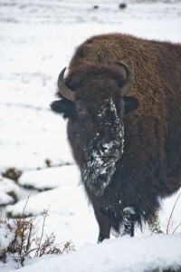 Bison in the snow