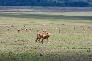 Young lion on the hunt