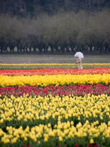 Wooden Shoe Tulip Farm, Woodburn, OR