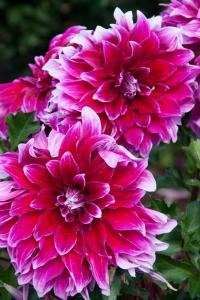 Dahlia, Canby, OR