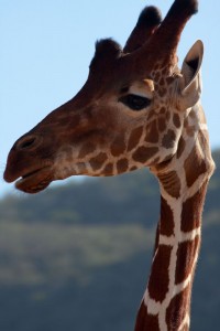 img_0949