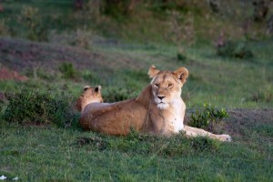 Lioness