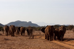 Africa - Saruni