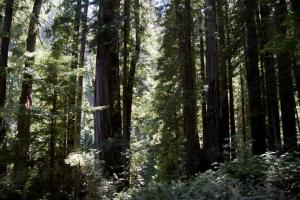 Redwoods