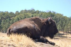 Bison