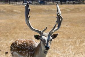 Not a reindeer