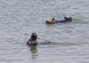Otters, Moss Landing