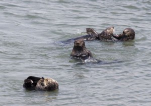Otters, Moss Landing