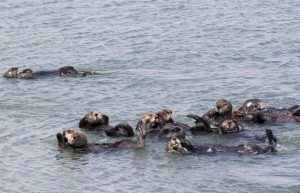 More otters