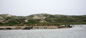 Sea lions