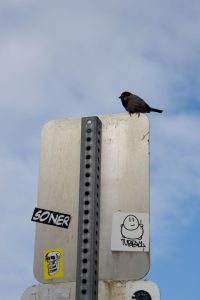 Bird on a sign