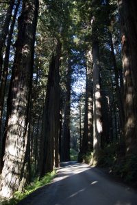 Redwoods