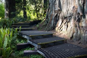 Redwoods