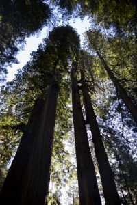 Redwoods