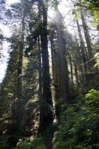 Redwoods