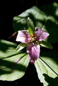 Trillium