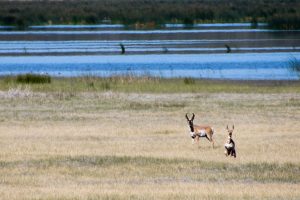 Antelope 