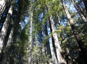 Redwoods