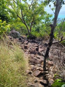 The 'path' (likely where my water shoes failed)