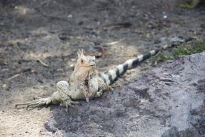 Iguana