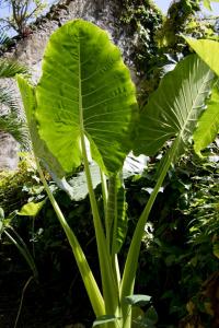 Big leaves