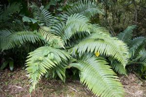 Big fern