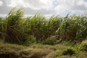 Sugar cane