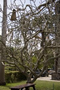 Tree eaten bare by caterpillars