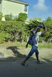Carrying sugar cane on your head