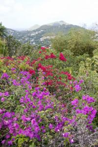 Flowers and the view