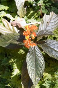 Botanical Garden