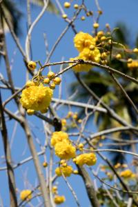 Yellow flowers