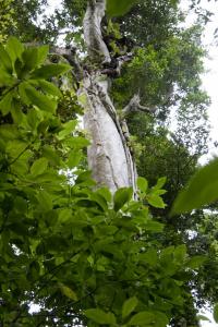 Banyon tree
