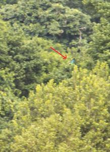 The elusive national bird (parrot)