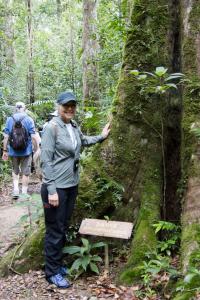 Marion and the banyon tree