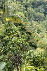 Orange flower tree
