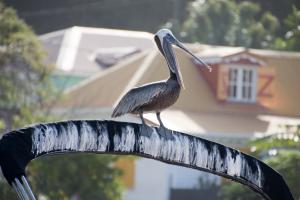 Laughing pelican