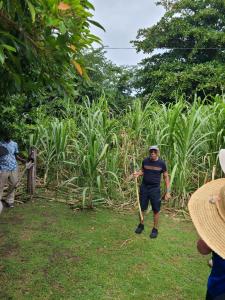 Bernard tells us (well, me, see log) about sugar cane production