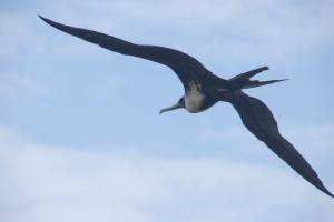 Frigate bird