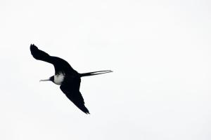 Frigate bird