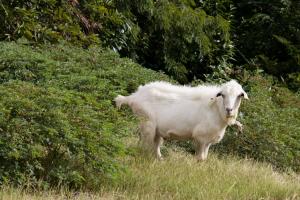 White goat