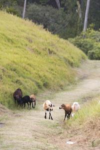 More goats