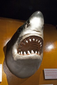Shark! 